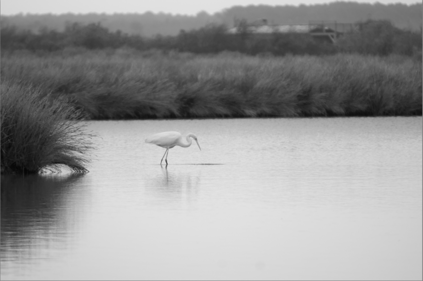 Conversion d'une photo en noir et blanc dans Lightroom