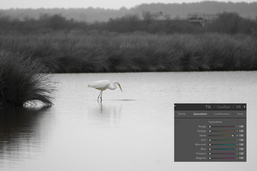 Désaturation partielle Conversion d'une photo en noir et blanc dans Lightroom