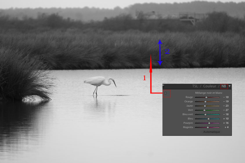 Désaturation partielle Conversion d'une photo en noir et blanc dans Lightroom