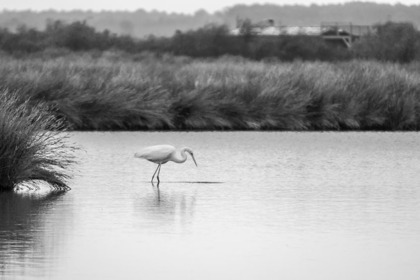 Le résultat : Conversion d'une photo en noir et blanc dans Lightroom