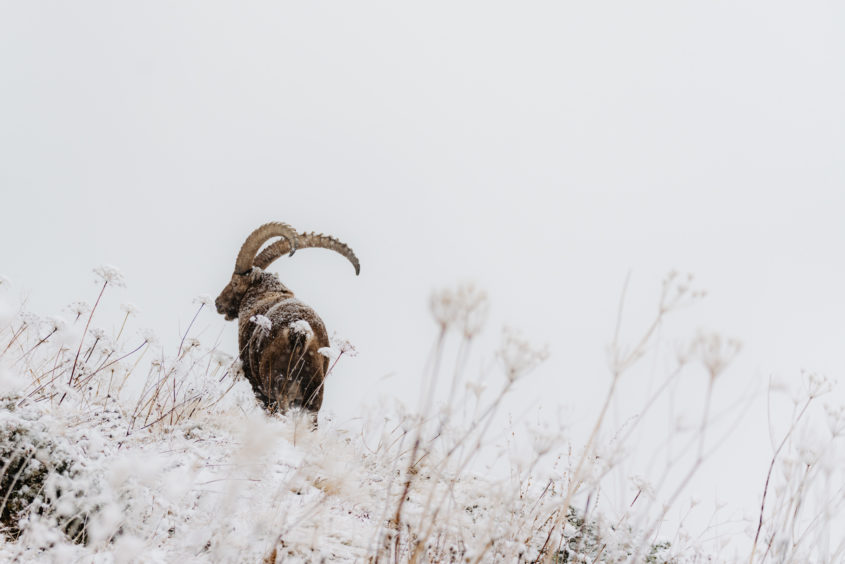 Bouquetin dans la neige, Suisse