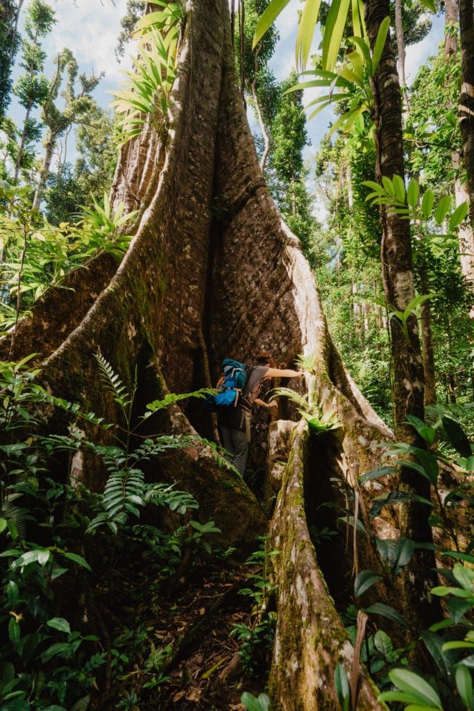 Syndicate Nature Trail, Morne Diablotin, Dominique