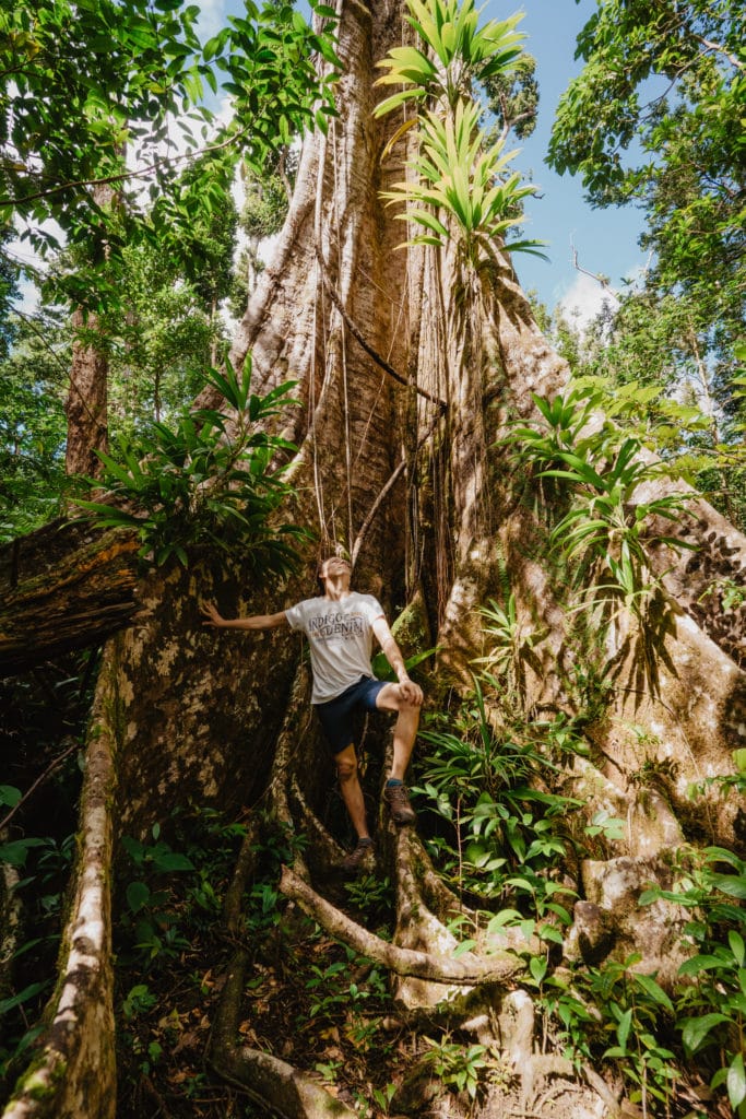 Syndicate Nature Trail, Morne Diablotin, Dominique