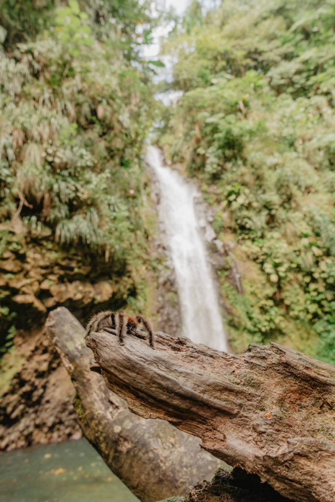 Matoutou falaise, cascade Didier, Martinique