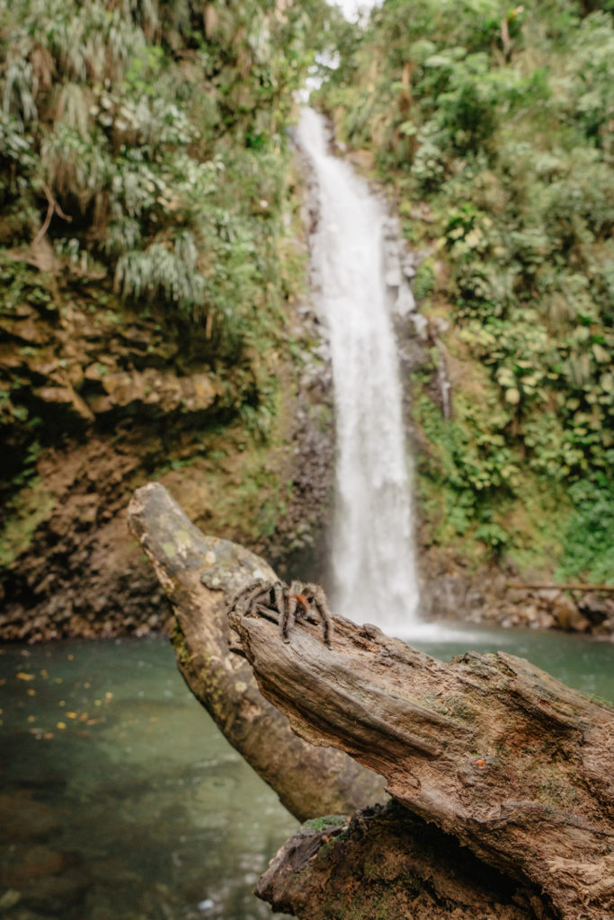 Matoutou falaise, cascade Didier, Martinique