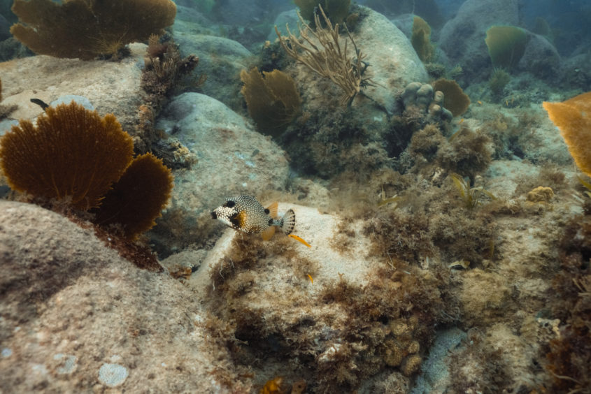 Randonnée sous-marine du Cap Salomon, Martinique