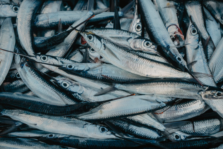 Retour de la pêche, Martinique