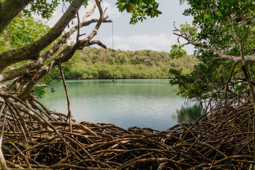 Boucle du Vauclin, Martinique. Mangrove à Trou Cochon