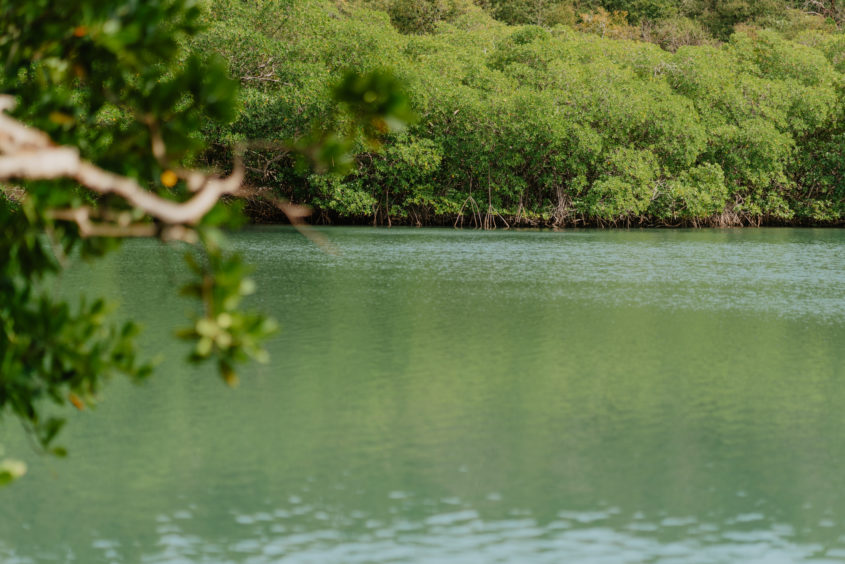 Boucle du Vauclin, Martinique. Mangrove à Trou Cochon