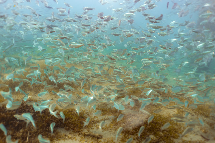 Photo sous marine, Anse Noire, Martinique