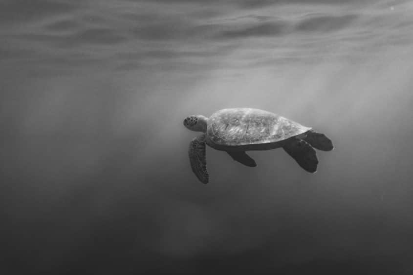 Tortue, Martinique