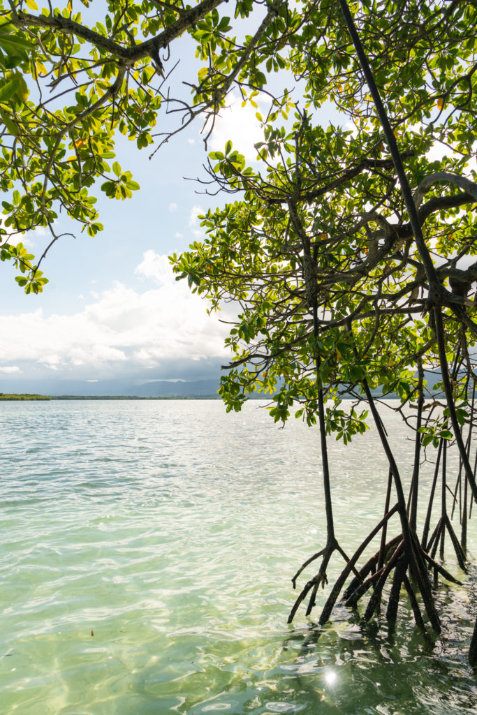 Mangrove, Guadeloupe