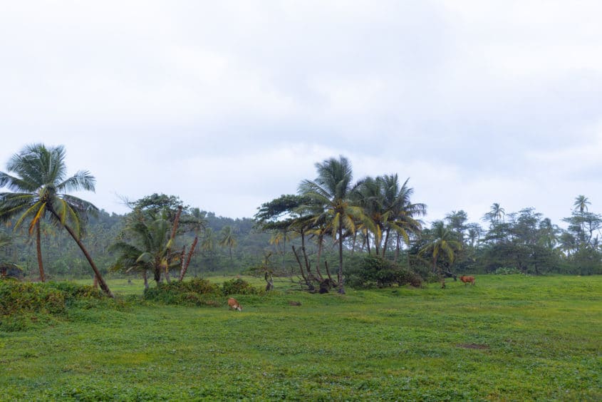 Sur la route près de Douglas Charles Airport, Dominique