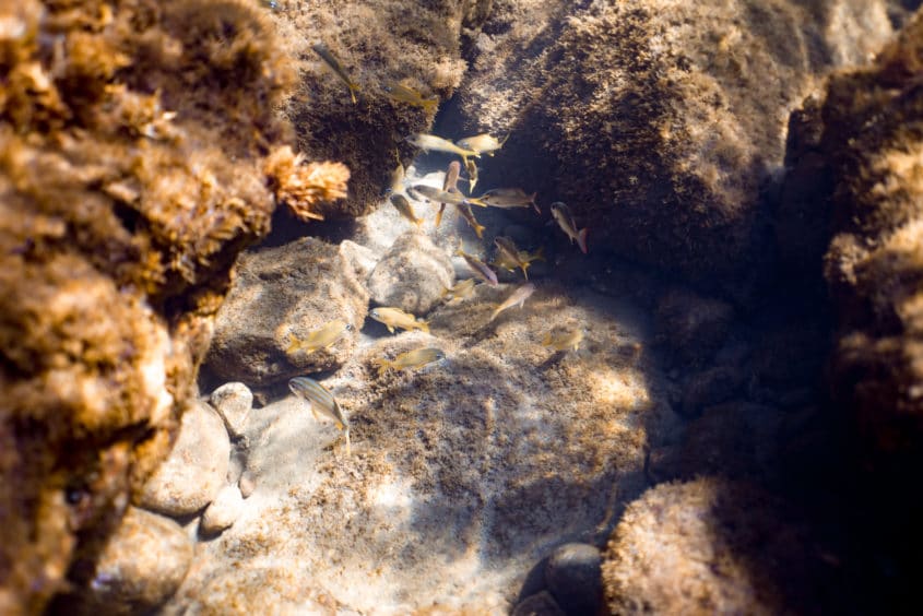 Champagne reef, Pointe Michel, Dominique