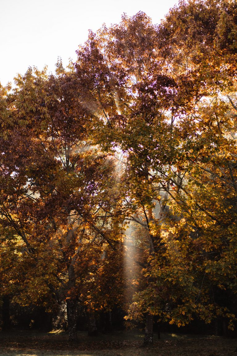 automne plein sud--76